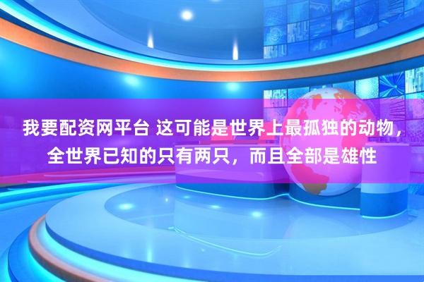 我要配资网平台 这可能是世界上最孤独的动物，全世界已知的只有两只，而且全部是雄性